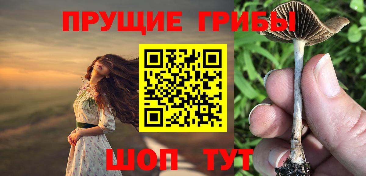 Галлюциногенные грибы Psilocybe  Вход с VPN  Будённовск 